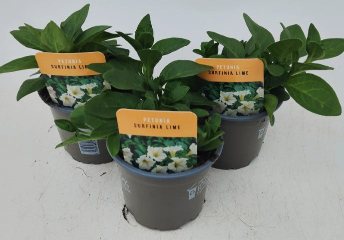 x3 Petunia Surfinia Lime 10.5cm/9cm