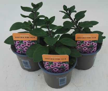 x3 Petunia Surfinia Pink Vein 10.5cm/9cm