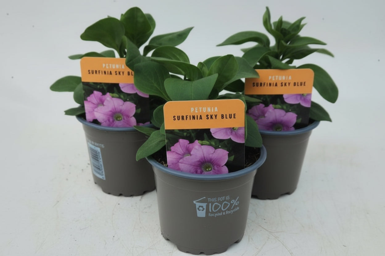 x3 Petunia Surfinia Sky Blue 10.5cm/9cm