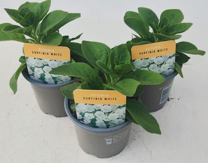 x3 Petunia Surfinia White 10.5cm/9cm