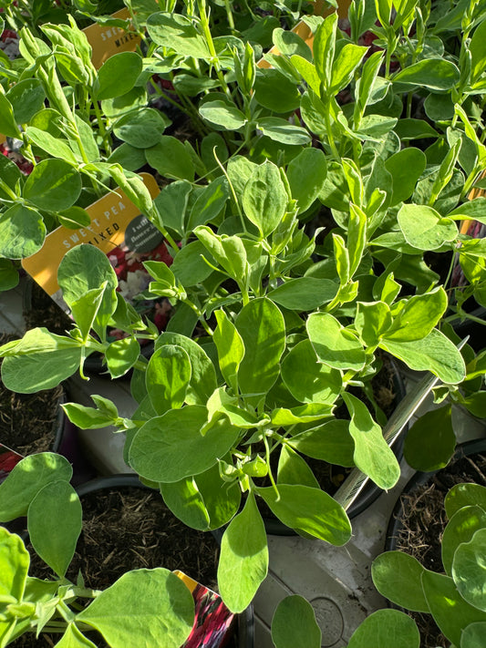 x3 Sweet Pea Mix 10.5cm/9cm