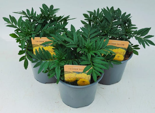 x2 Tagetes Taishan Yellow 13cm/1 Ltr