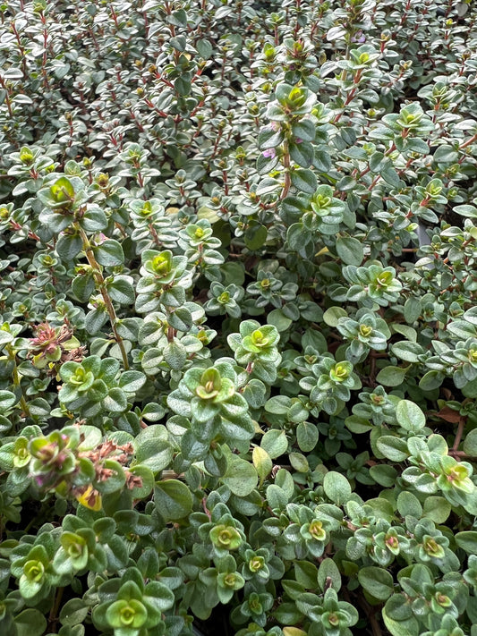 x3 Thyme Doone Valley 10.5cm/9cm