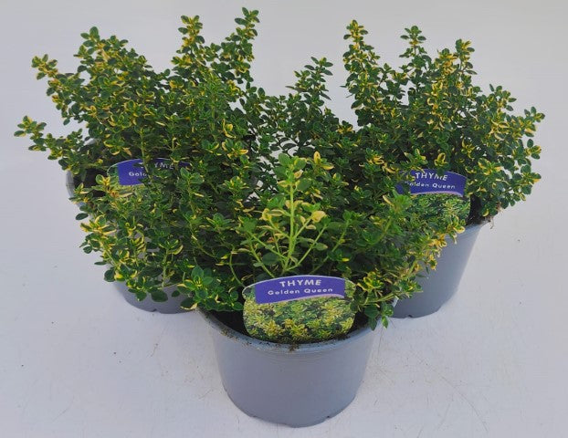 x2 Thyme Golden Queen 13cm/1Ltr