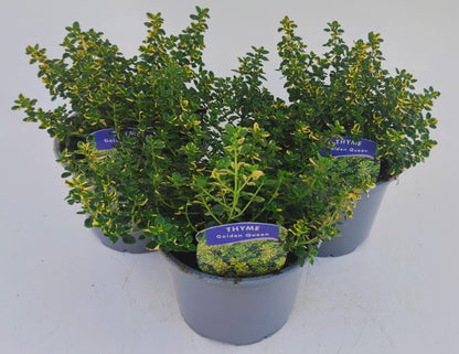 x2 Thyme Golden Queen 13cm/1Ltr