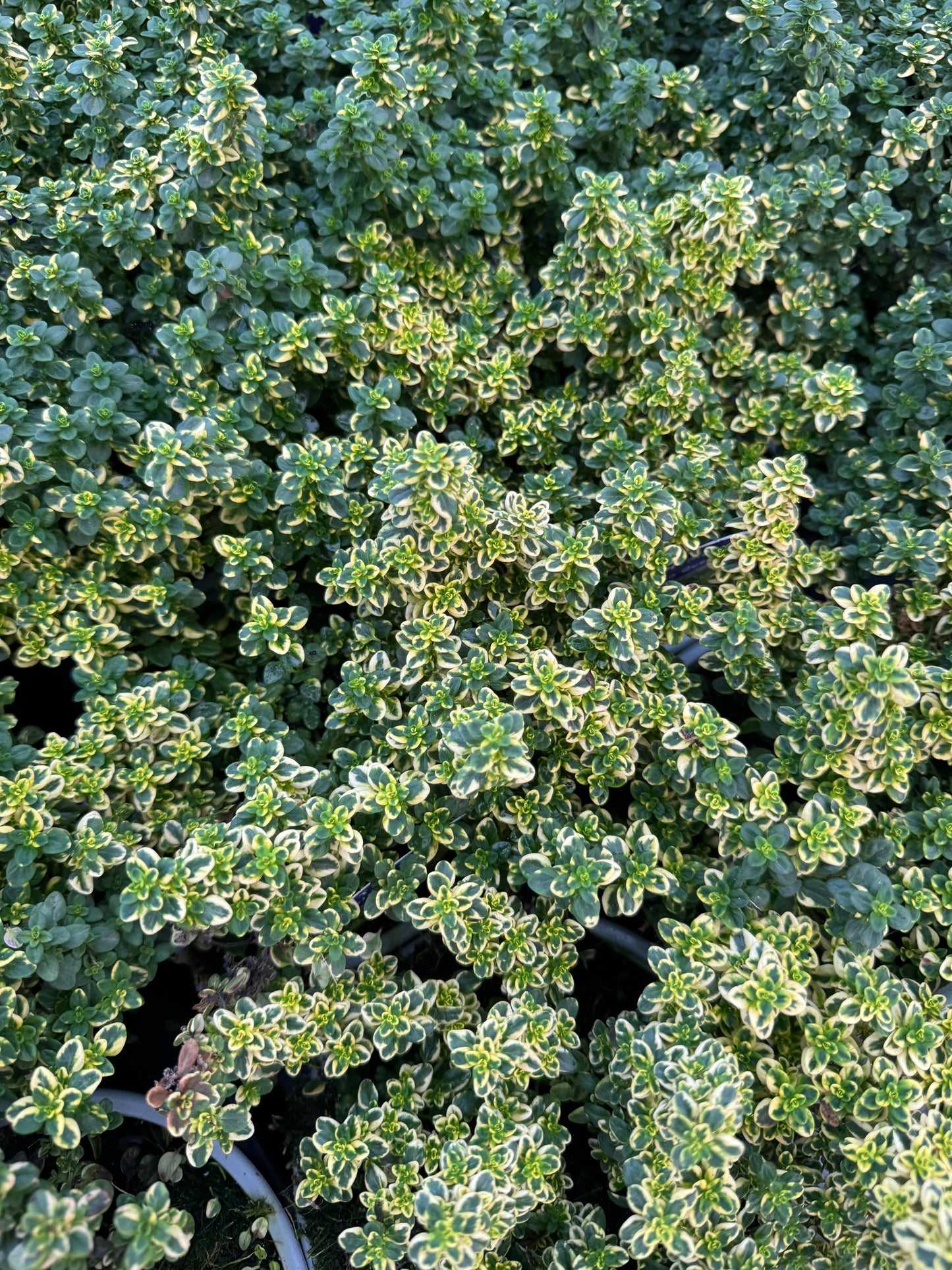 x2 Thyme Golden Queen 13cm/1Ltr