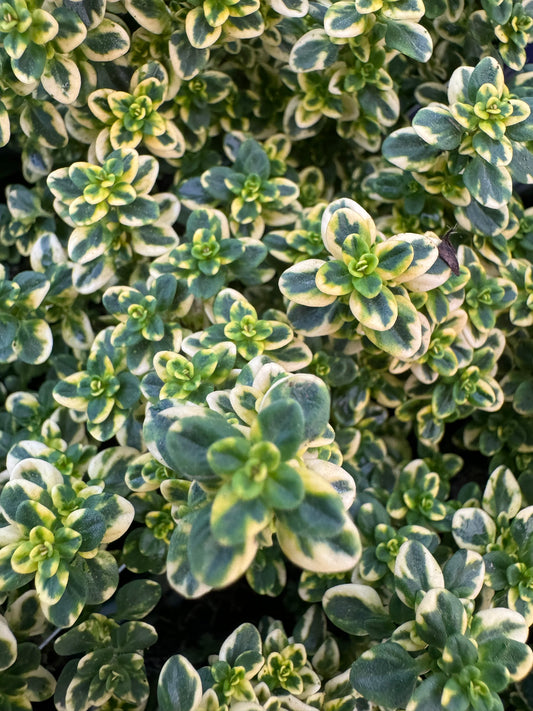 x2 Thyme Golden Queen 13cm/1Ltr