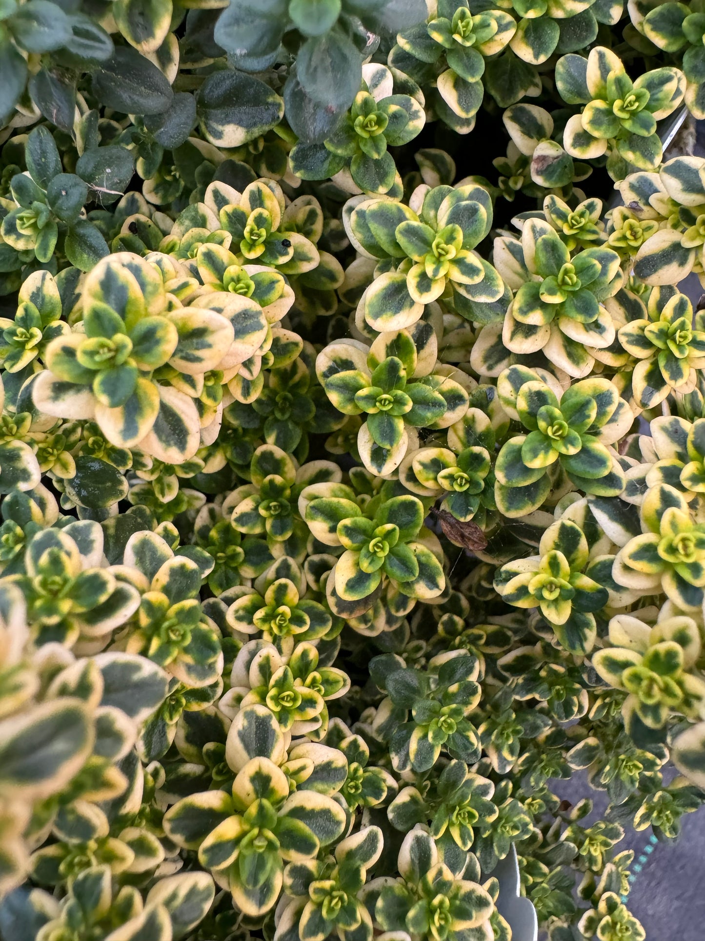 x2 Thyme Golden Queen 13cm/1Ltr