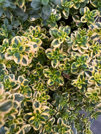 x2 Thyme Golden Queen 13cm/1Ltr