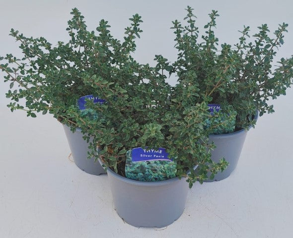 x2 Thyme Silver Posie 13cm/1Ltr
