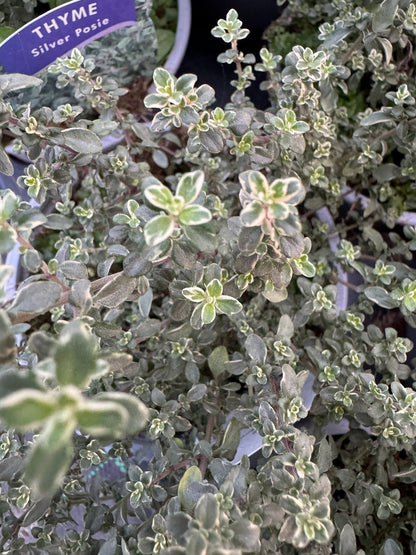 x2 Thyme Silver Posie 13cm/1Ltr