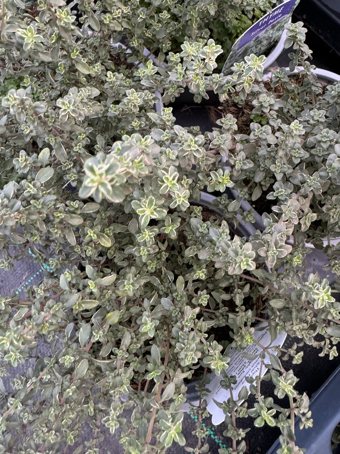 x2 Thyme Silver Posie 13cm/1Ltr