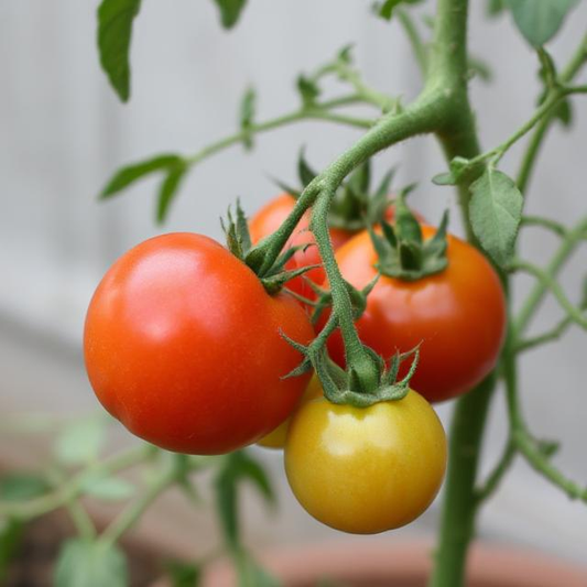 x3 Tomato Alicante 10.5cm pots (Glasshouse Ready)
