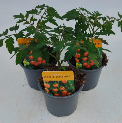 x3 Tomato Sungold 10.5cm (Glasshouse Ready)