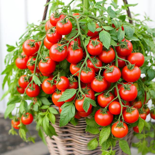 x3 Tomato Tumbling Tom Red 10.5cm (Glasshouse Ready)