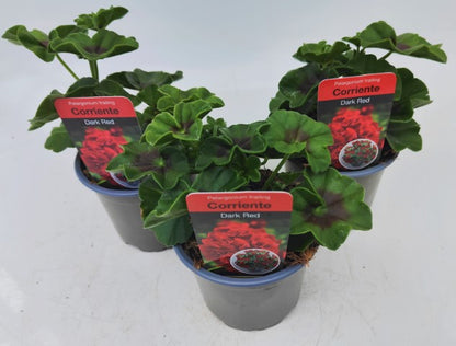 x3 Geranium Trailing Corriente Dark Red 10.5cm/9cm