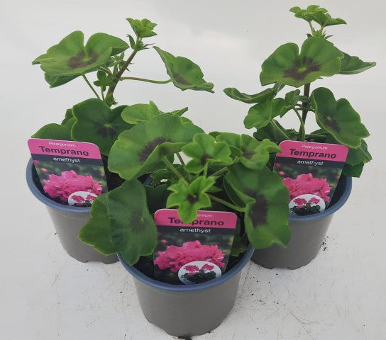 x3 Geranium Temprano Amethyst 10.5cm/9cm