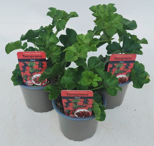 x3 Geranium Temprano Bright Red 10.5cm/9cm