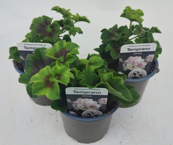 x3 Geranium Temprano White 10.5cm/9cm