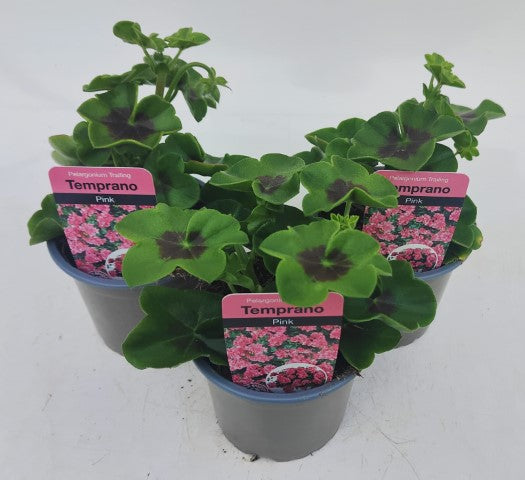 x3 Geranium Temprano Pink 10.5cm/9cm