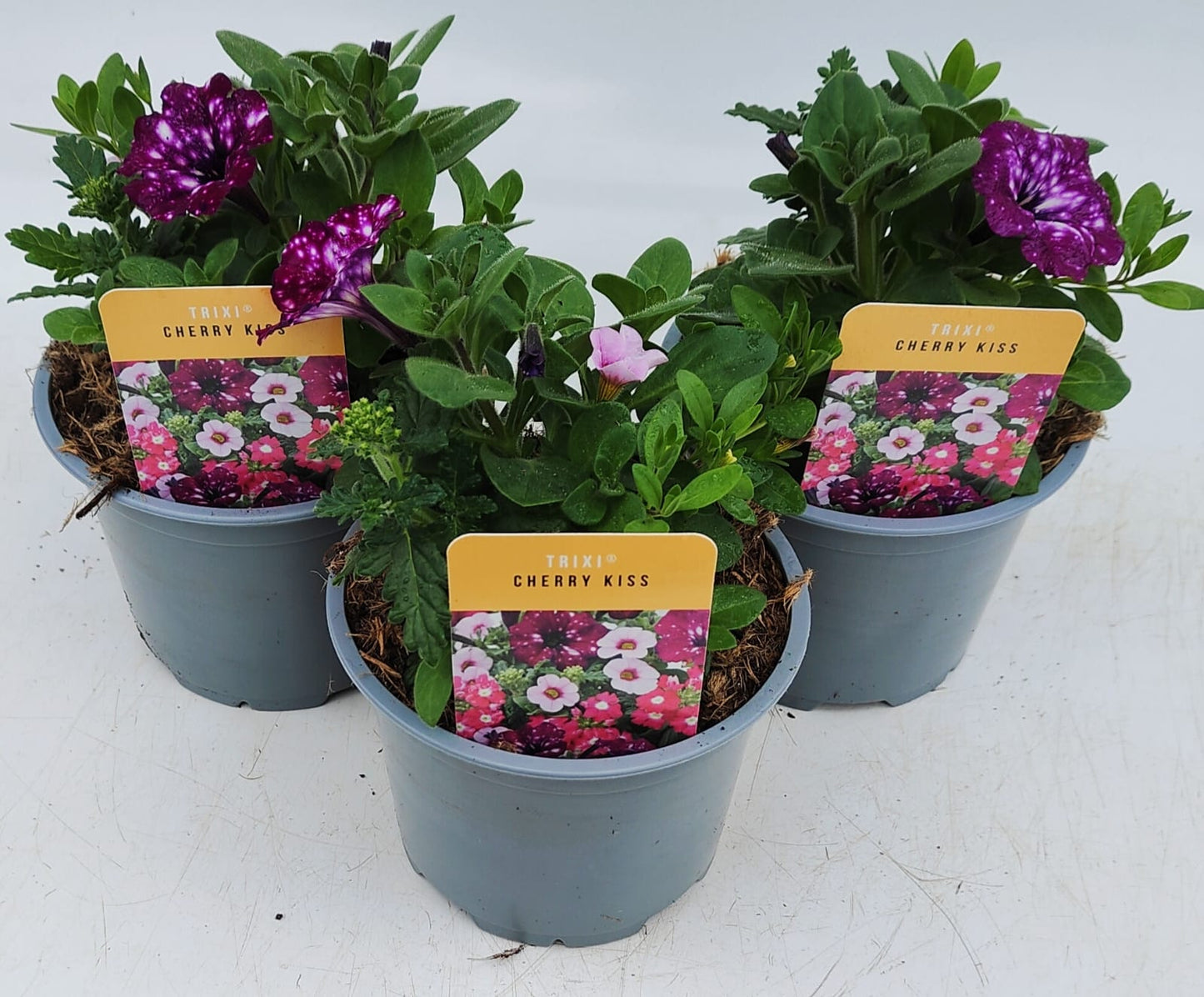 x2 Trixi Cherry Kiss 13cm/1 Ltr