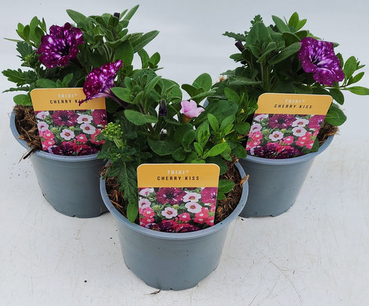 x2 Trixi Cherry Kiss 13cm/1 Ltr