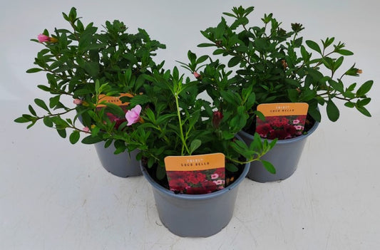 x2 Trixi Coco Bello 13cm/1 Ltr