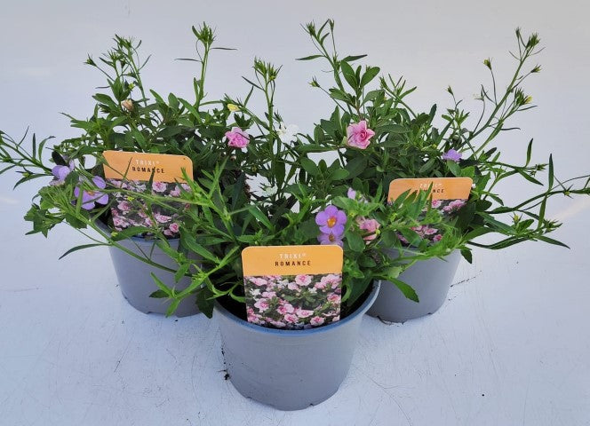 x2 Trixi Romance 13cm/1 Ltr