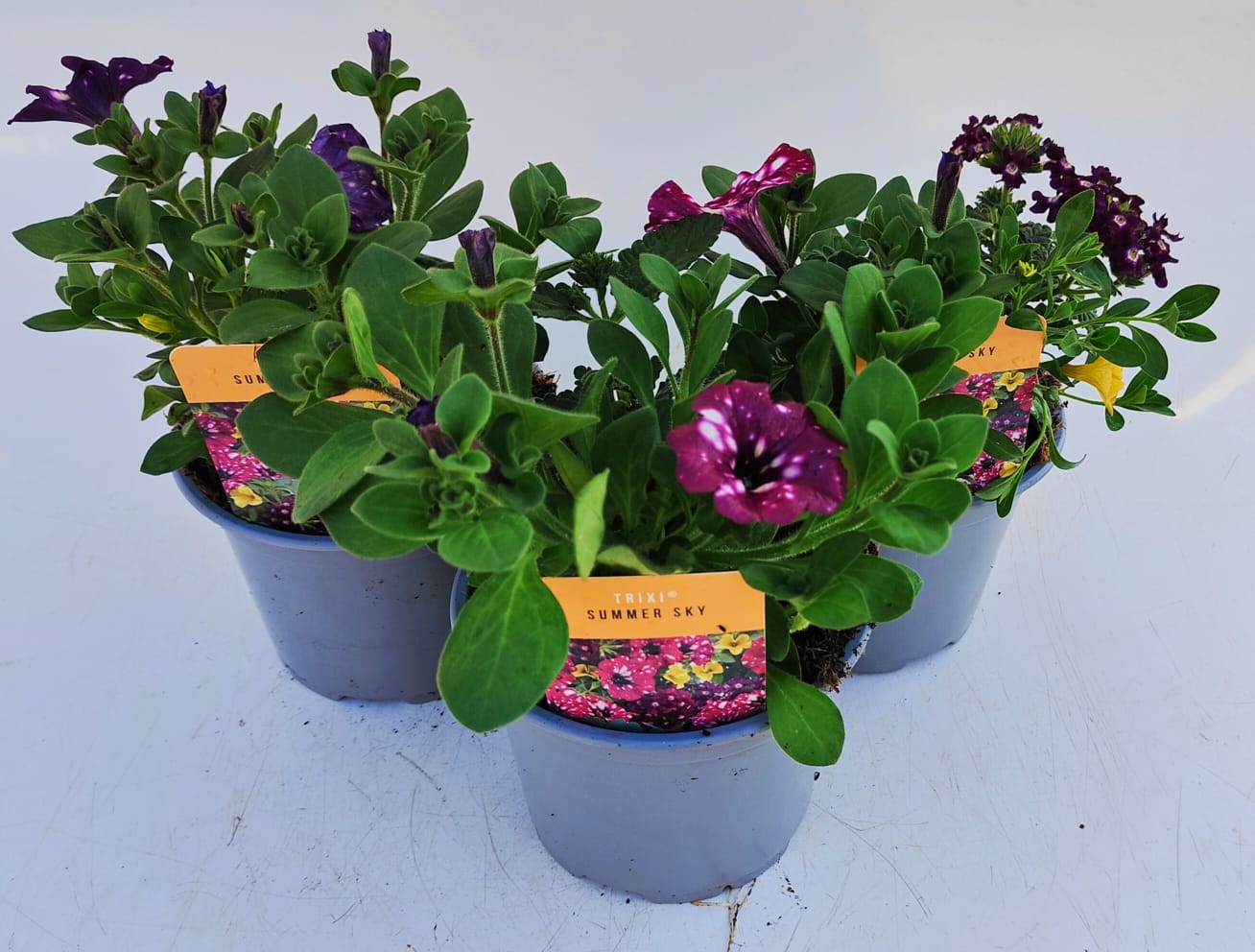 x2 Trixi Summer Sky 13cm/1 Ltr