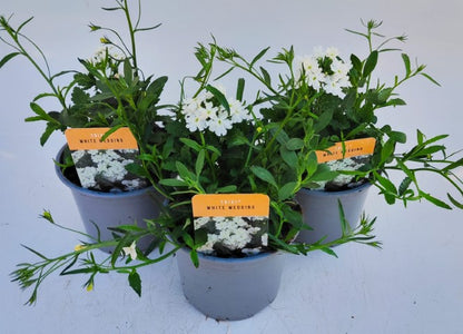 x2 Trixi White Wedding 13cm/1 Ltr pots