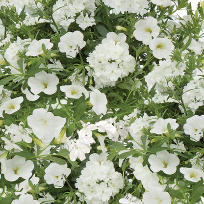 x2 Trixi White Wedding 13cm/1 Ltr pots