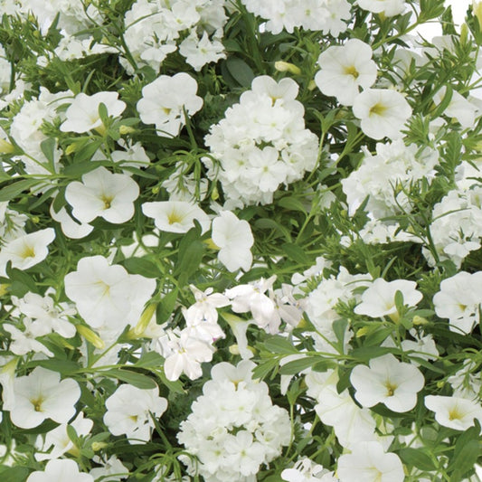 x2 Trixi White Wedding 13cm/1 Ltr pots
