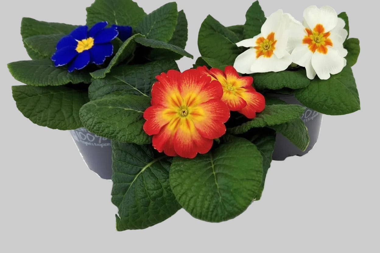 x3 Primula Primrose Mix 10.5cm