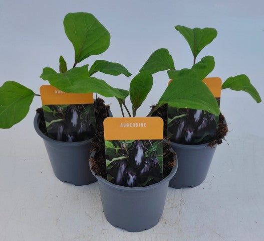 x3 Aubergine Patio Baby Vegetable Plant 10.5cm (GLASSHOUSE READY)