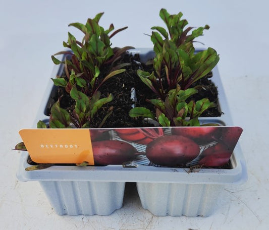 x10 Beetroot Boltardy - Vegetable Transplants