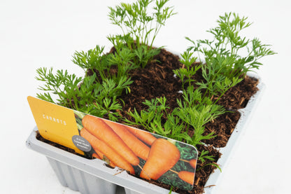 x10 Carrot Flyaway - Vegetable Transplants