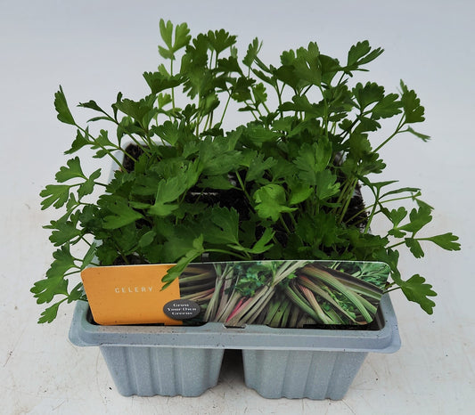 x10 Celery Giant Red (Soup Celery) - Vegetable Transplants