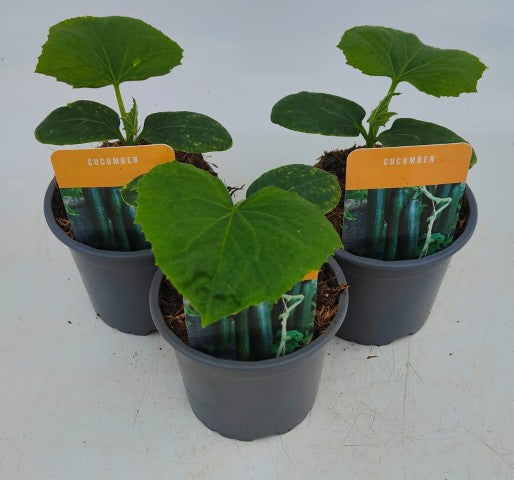 x3 Cucumber Tasty Green Vegetable Plant 10.5cm (GLASSHOUSE READY)