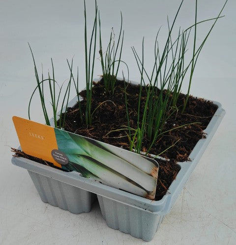 x10 Leeks - Vegetable Transplants