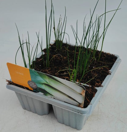 x10 Leeks - Vegetable Transplants