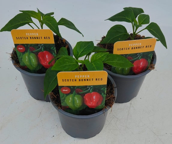 x3 Pepper Chilli Scotch Bonnet Red Vegetable Plant 10.5cm (GLASSHOUSE READY)