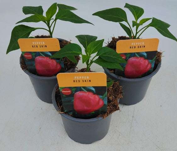 x3 Pepper Sweet Red Skin Vegetable Plant 10.5cm (GLASSHOUSE READY)