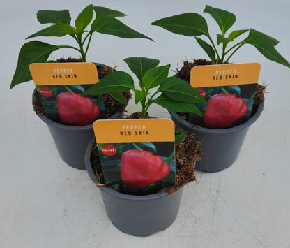 x3 Pepper Sweet Red Skin Vegetable Plant 10.5cm (GLASSHOUSE READY)