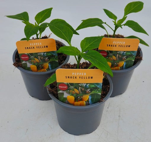x3 Pepper Sweet Snack Yellow Vegetable Plant 10.5cm (GLASSHOUSE READY)