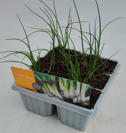 x10 Spring Onion Allium - Vegetable Transplants