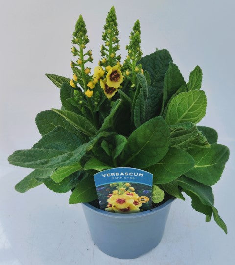 x1 Verbascum Dark Eyes 17cm/2Litre