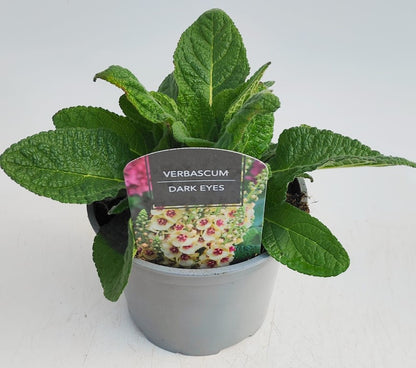 x1 Verbascum Dark Eyes 17cm/2Litre