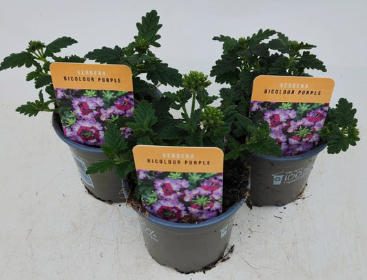 x3 Verbena Venturi Bicolour Purple 10.5cm/9cm