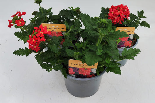 x2 Verbena Mix Masters Grand Prix 13cm/1 Ltr