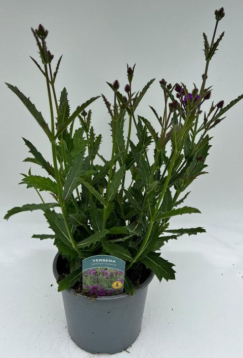 x1 Verbena Santos Purple 19cm/3Ltr